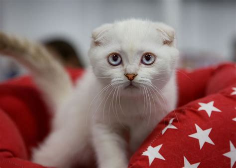 Scottish Fold Hakkında Her Şey Petsurfer