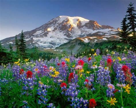 Sun Snow Mountain Flowers Mountain Majesty Pinterest