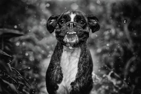 Boxer Dog Photograph By Tamas Szarka Fine Art America