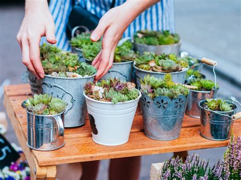 Repotting Succulent Plants Tips For Repotting Multiple Succulents