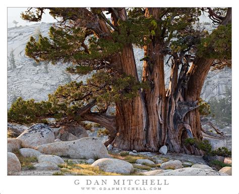Photograph Juniper Trees Morning Light Yosemite National Park G