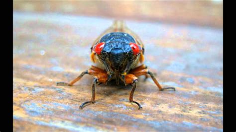 Download royalty free cicada sound effects and stock audio with mp3 and wav clips available from videvo. Ever wonder what Cicadas sound like? - YouTube