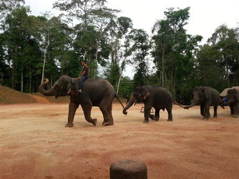 Kenyir elephant conservation village is located in kuala berang. Jawatan Kosong: Jawatan Kosong Kenyir Elephant ...