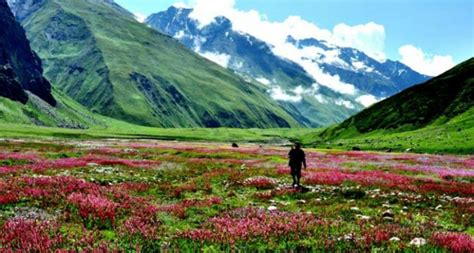 Valley Of Flowers Saw A Record Number Of Visitors This Year Heres Why