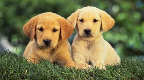 Will The Coats Of Dark Golden Retriever Puppies Change