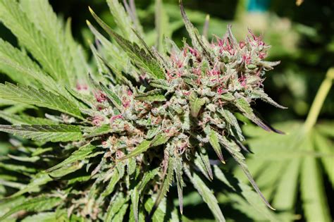 10 Fastest Flowering Cannabis Strains To Grow