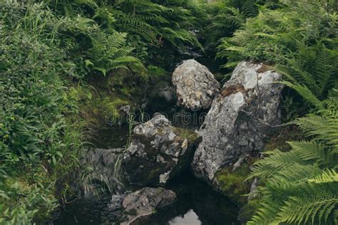 Lush Green Ferns And Moss Covered Stones Near A Stream In Forest Stock