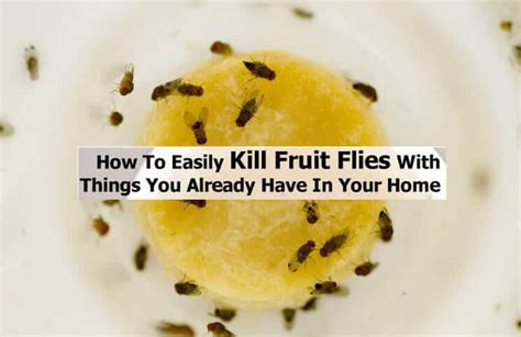 Home Remedies To Get Rid Of Flies
