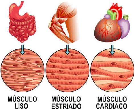 Tipos De Músculos Del Cuerpo Humano【1 Guía Práctica】
