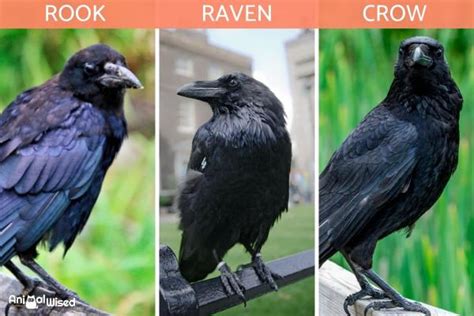 Differences Between Crows Ravens And Rooks With Photos