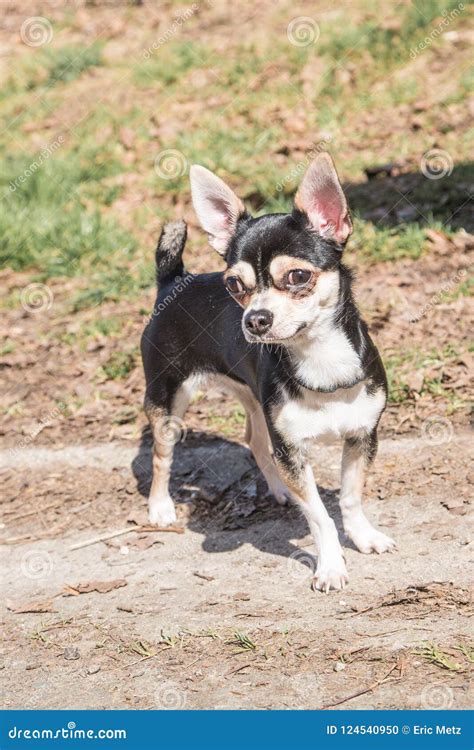 Portrait Of A Chihuahua Adult Dog Stock Photo Image Of Shelter