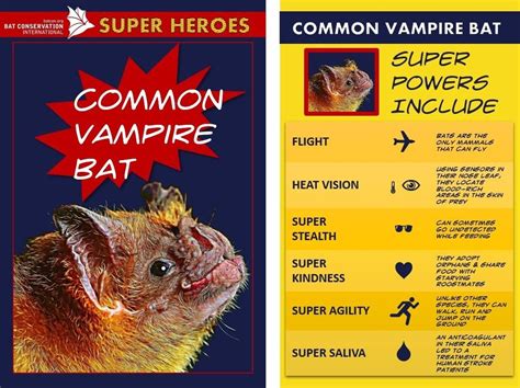 Unsung Heroes The Amazing Superpowers Of Bats Super Hero Common