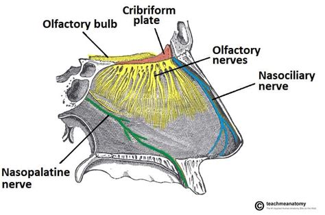 The Nasal Cavity Structure Vasculature Innervation Teachmeanatomy