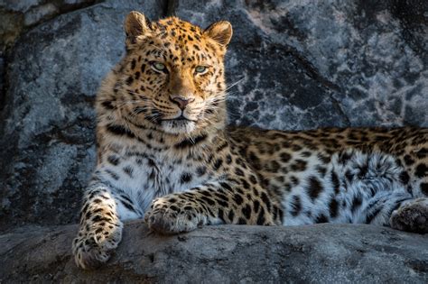 Amur Leopard - Photography Forum
