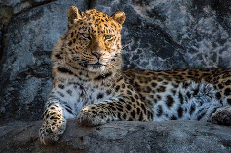 Amur Leopard species 