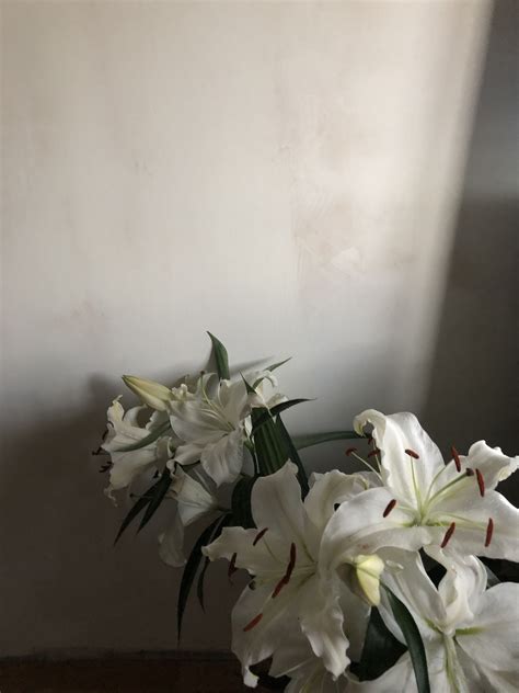 Lillies Aesthetic Core Aesthetic Flower Aesthetic White