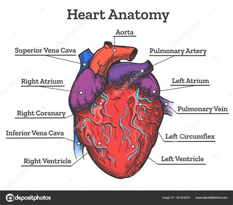 Esbozo De Anatomía Del Corazón Vector Gráfico Vectorial © Vectortatu