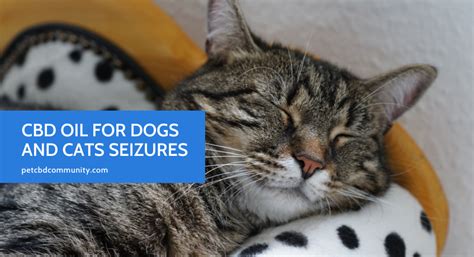 .5mg/kg twice daily and then increase gradually—maximum dosage for treating seizures can be up to 3mg of cbd per kg weight. CBD Oil for Dogs And Cats Seizures - Pet CBD Community ...
