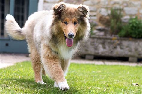 What Kind Of Collie Is Lassie