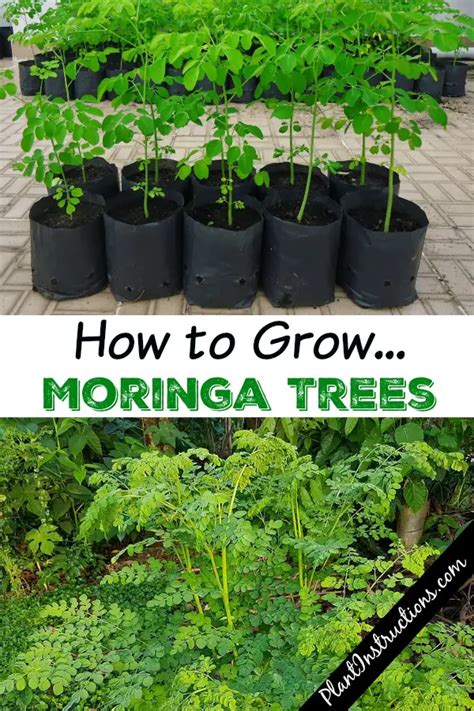 How To Grow Moringa Trees Plant Instructions