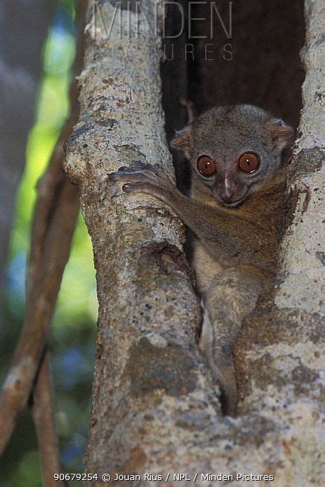 Madagascar Northern Sportive Lemur Lepilemur Septentrionalis In