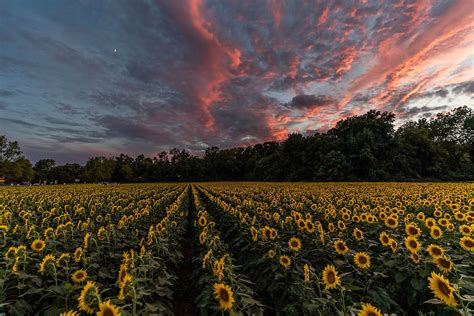 21 Sensational Sunflower Fields In Ohio You Wont Want To Miss 2021