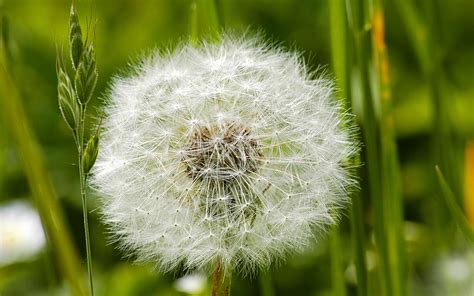 Nature Dandelions Wallpapers Hd Desktop And Mobile Backgrounds