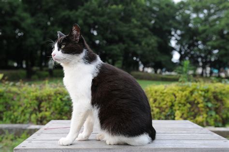 file black and white cat in a park hisashi 01 wikimedia commons