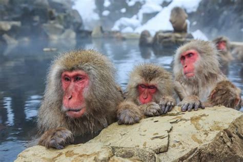 It is easy to get to from myoko and you have many different options available to you should you decide to visit the park. Enjoy an incredible experience in Jigokudani Snow Monkey ...