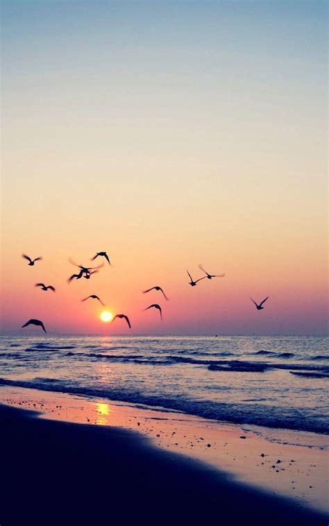 Birds Flying Wallpaper Sunset