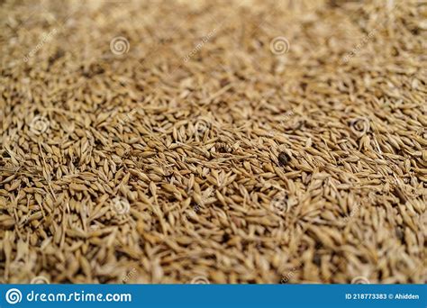 Abstract Texture Of Barley Stock Image Image Of Agriculture 218773383