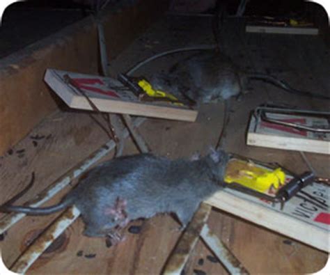 Where to buy a trap. Orlando Rat Trapping Pest Company