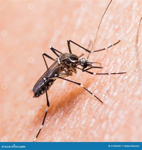 Mosquito Biting Stock Image Image Of Wild Bite Hemorrhagic 41056501
