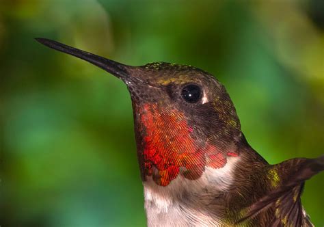 Ruby Throated Hummingbird Jim Zuckerman Photography And Photo Tours