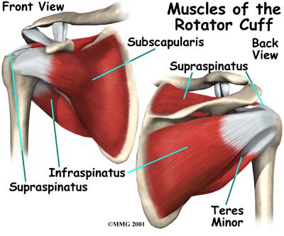 Let's start by the anterior view of the diagram. Shoulder Pain