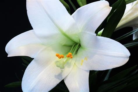 White Easter Lily Macro Free Stock Photo Public Domain Pictures