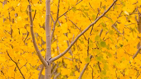 See, hear and experience what's happening in yellowstone, thanks to videos, photo galleries and some join yellowstone national park. Yellowstone in Autumn: Phone and Computer Backgrounds - Yellowstone Forever