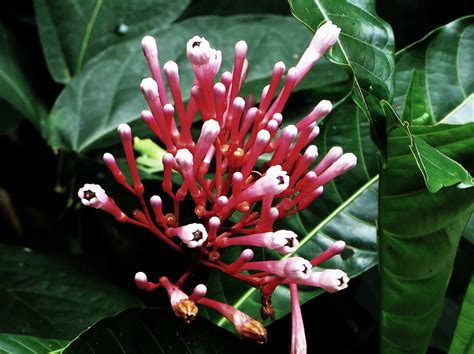 Amazon Rainforest Plants And Flowers Amazon Rainforest Flowers List