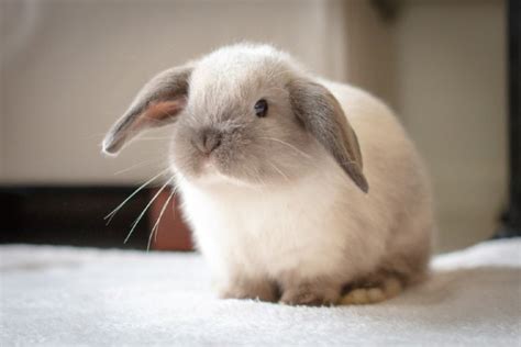 Mini Lop Rabbit Facts Lifespan Behavior And Care With Pictures Pet