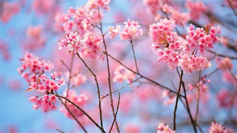 Hình Nền Máy Tính Sakura Top Những Hình Ảnh Đẹp