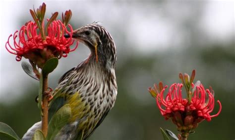 Golden Wattle Bird Outside Our Chalets Tasmania The Outsiders