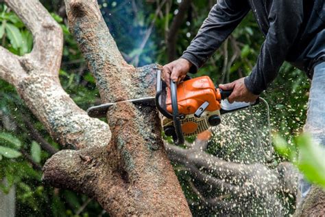 No job is too big or too small! 6 Reasons to Hire a Professional Tree Service in 2020 ...