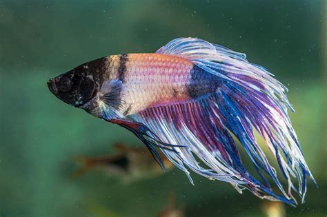 Betta Fish Stress Stripes Identification Treatment And Pictures Hepper