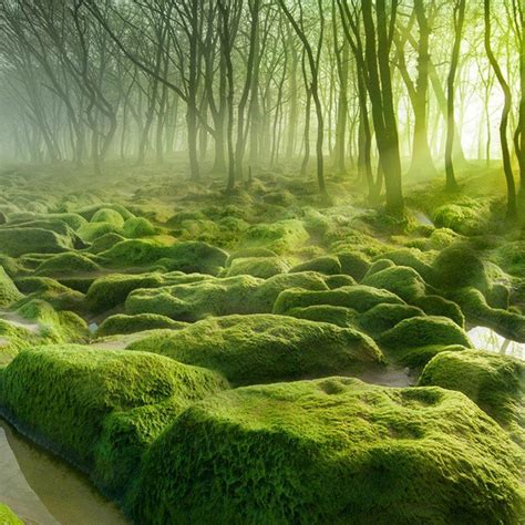 12 Of The Most Mysterious Forests In The World The Environmentor