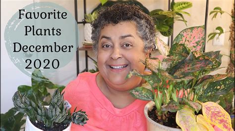 My Favorite Houseplants For December 2020 Youtube