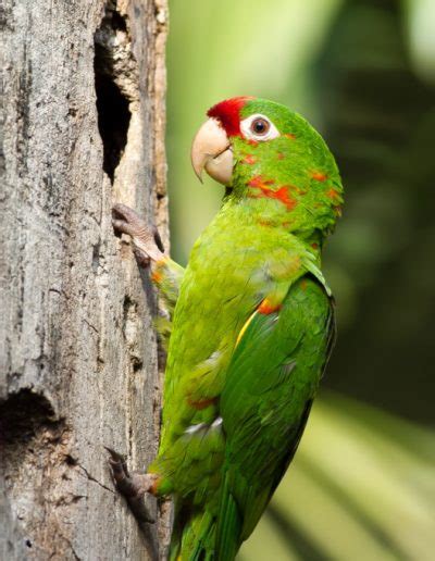 Alex Arias3crimson Fronted Parakeet Good Nature Travel Blog
