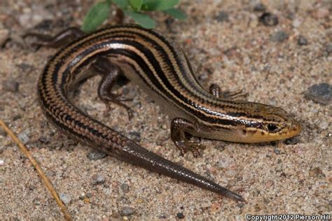 Prairie Skink Alchetron The Free Social Encyclopedia