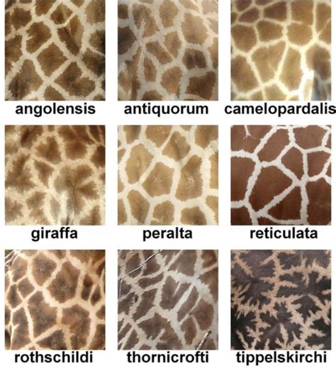 Giraffes Have Different Patterns Depending On The Region They Live In