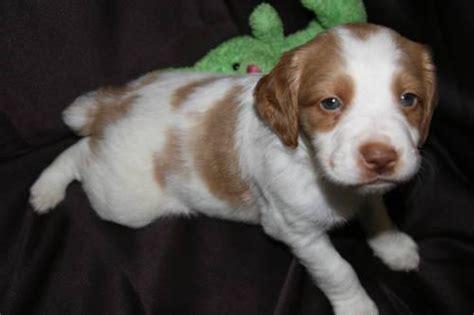 Akc brittany spaniel puppies for sell. AKC Brittany Spaniel Puppies Expected Soon for Sale in Salem, Oregon Classified | AmericanListed.com