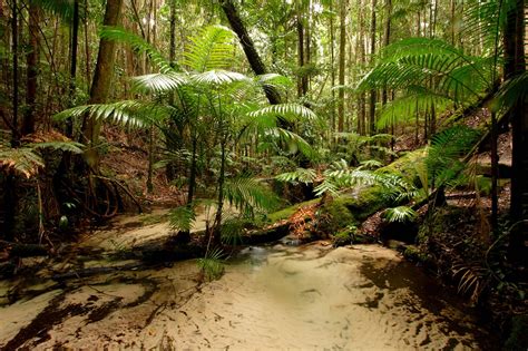 Rain Forest Fraser Island Australia Dekorativní Fotografie